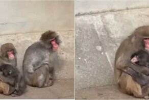 Малыша Панча крепко обняла взрослая обезьяна