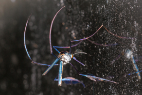 Сабетес: этот род комаров решил выглядеть потрясающе, но зачем?