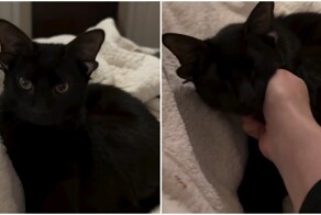 Кот с четырьмя ушками