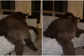 Ньюфаундленд: добрый великан