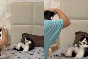 Кот-модель: пушистый с удовольствием позирует для фотосессии