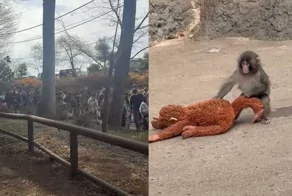 Панч — маленький макак, ради которого люди стоят в очереди в зоопарке