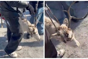 Измученный олень на ярмарке в Красноярском крае