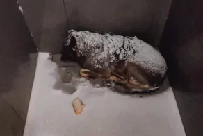 Курьера «Додо Пиццы» уволили после того, как он укрыл пледом бездомную собаку в −20 градусов