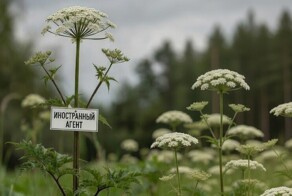 В Нижегородской области иноагентами начнут назначать растения