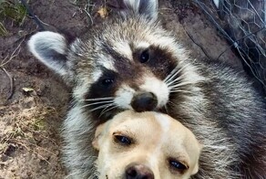 27 примеров невероятной дружбы животных, от которой мир становится добрее