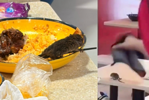 Крыса упала с потолка в тарелку к посетительнице кафе