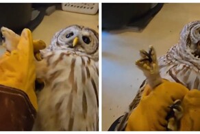 Крик недовольной совы