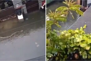 Питоны захватили улицы Бали с приходом сезона дождей