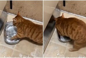 Рыжий кот, воспитанный енотами