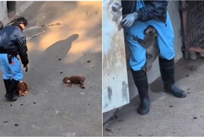 В зоопарке решили обновить игрушку Панча, но он был против