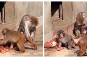 Панч защищает свою игрушку