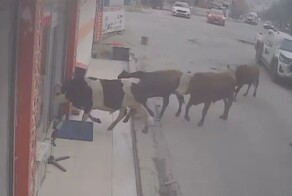 Коровы нагрянули в магазин бытовой техники в Турции