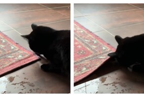 Кошка потеряла свою новую игрушку