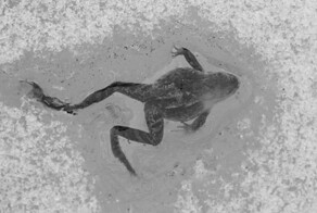 Интересное о природе