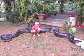 Анаконда:  5 фактов, которые ломают шаблоны об этой змее