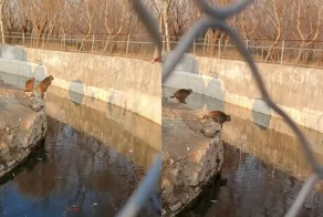 Маленькая обезьянка преподала урок посетителям зоопарка