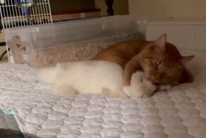 Кролик и кот доминируют друг над другом