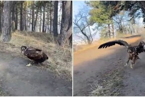 Орёл попытался атаковать женщину в Кисловодске