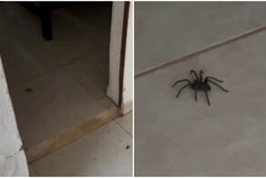 Совет арахнофобам