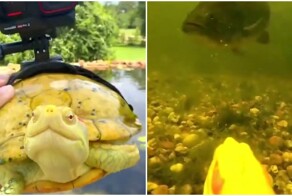 Минута из жизни черепахи