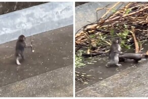 Панч беззаботно бегает с палкой