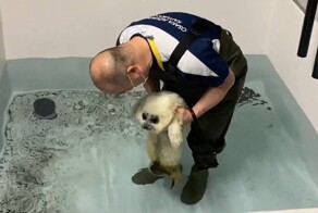 Детёныш тюленя впервые увидел воду