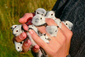 Ополовник: самая милая синица России