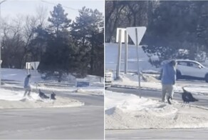 Чтобы спастись от нападения индеек, мужчине пришлось укрыться в чужой машине