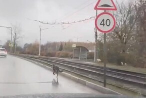 Собака сбила пешехода на пешеходном переходе