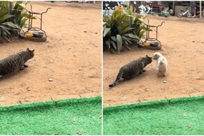 Щенок помешал охоте кота