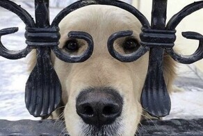 30 порций радости, которую пёсели способны подарить, просто делая свои собачьи дела