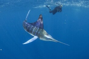 Итоги Ocean Art’2025