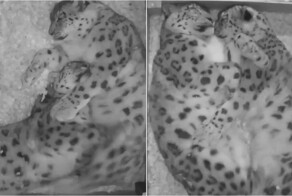 Семейная драма снежных барсов