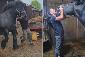 Огромный Першерон впечатляет размерами