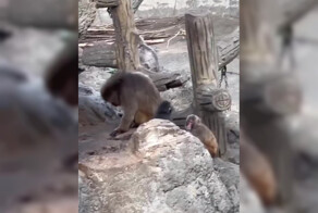 Обезьянка Панч учится отстаивать свои границы