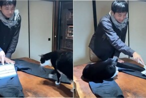 Без шерсти не выйдешь