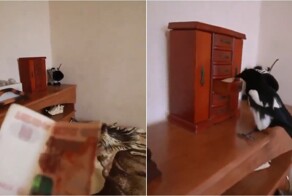 Мужчина проверил интеллект сороки