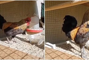 Петух перестарался