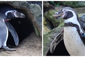 Пингвин украл камушки из домика соседа