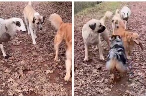 Барашек считает себя собакой