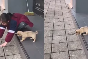 Девочка учит щенка преодолеть страх высоты