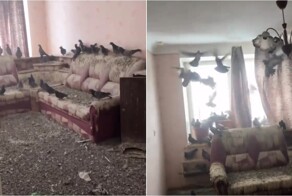 Житель Воркуты вернулся домой и обнаружил квартиру захваченной голубями
