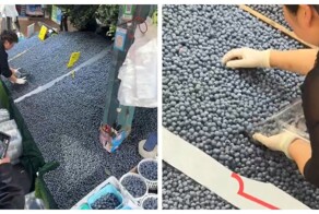 В Китае килограмм голубики продают всего за 460 рублей