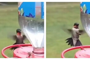 Колибри ловко сбросила осу