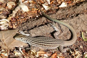 8 реальных фактов, похожих на безумную выдумку