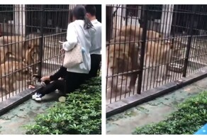 10-летняя девочка едва не погибла из-за халатности работника зоопарка