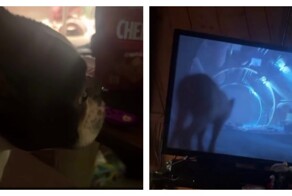 Пёс мешает своей хозяйке играть в Stray