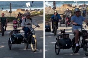 Велопробег корги в люльках