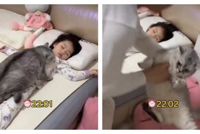 Кот добился своего